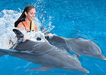 Nada con delfines en el Dorsal Ride 