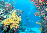 scuba cancun reef