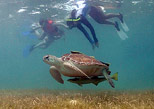 Snorkel con tortugas marinas