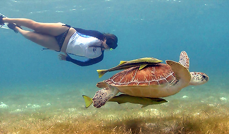 Snorkel con tortugas en la bahÃ­a de Akumal en la Riviera Maya